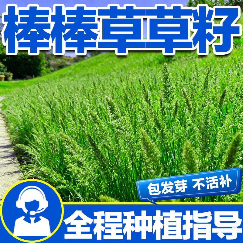 多年生饲用菵草籽四季高产