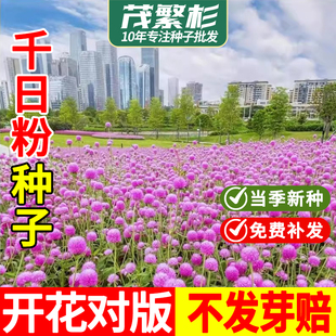千日粉花种子种百日红花四季春天花种易盆栽春季千日紫千日红种籽