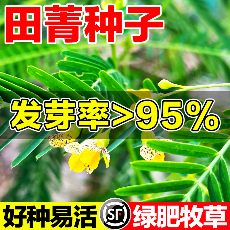 田箐种子发芽率高好种易活