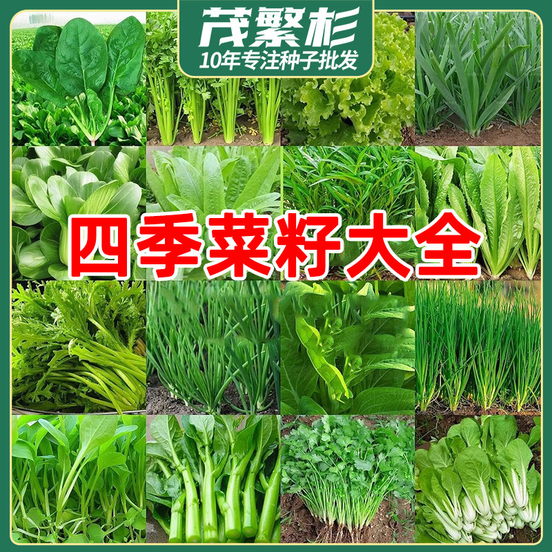四季菜籽种大全盆栽庭院阳台生菜甜瓜香菜青菜简单春易种籽孑大全,鲜花速递/花卉仿真/绿植园艺,家庭园艺种子,淘宝优惠券,粉丝福利购,淘宝优惠卷