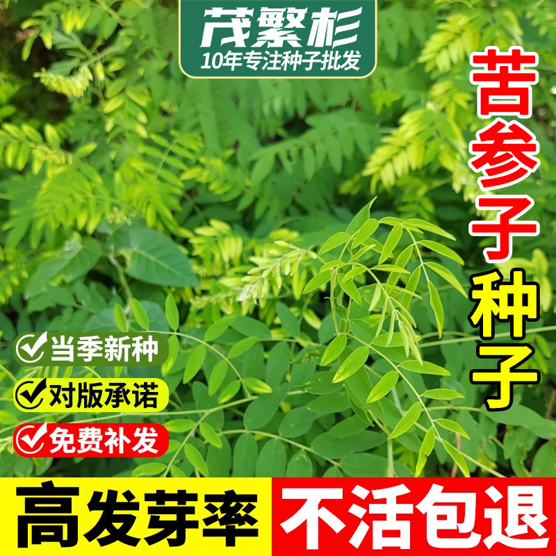 野生苦参种子中药材野槐根山槐根地参苦骨种籽多年生草本灌木植物