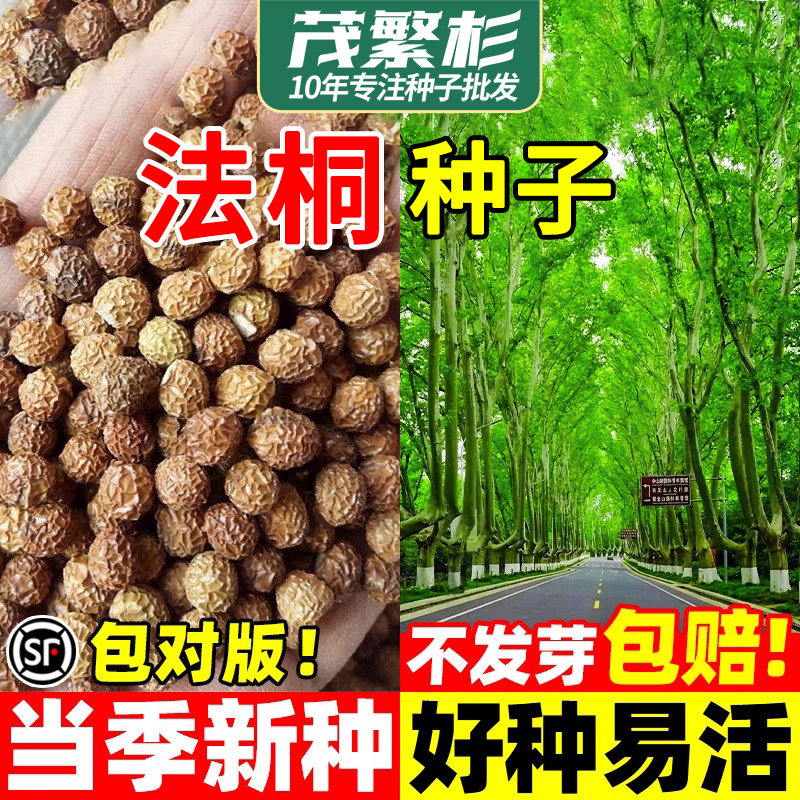 法国梧桐树种子青桐珙桐泡桐净种