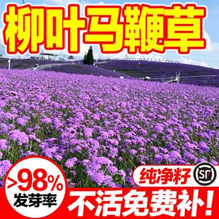 柳叶马鞭草种子四季播种开花多年生宿根耐寒庭院花园造景花卉种子