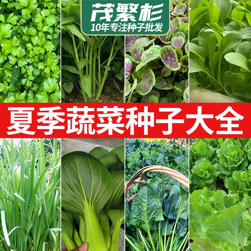 夏季适合种植蔬菜种子大全菠菜香菜小白菜籽秋季萝卜四季生菜种孑