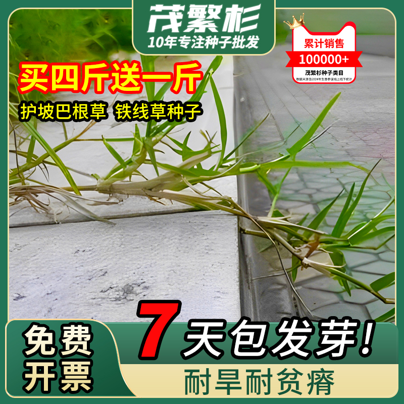 巴根草籽牛筋草护坡固土草种子