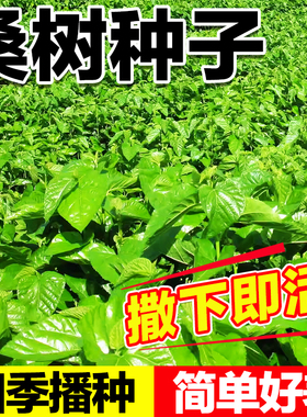 桑树种子桑大叶桑蚕种子桑12号14号茶桑树杂交桑种子蛋白桑饲料