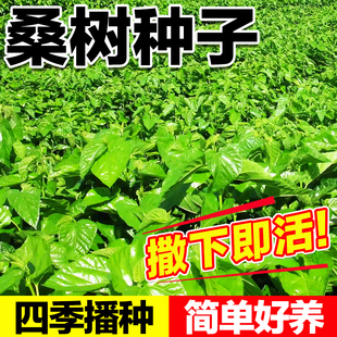 桑树种子桑大叶桑蚕种子桑12号14号茶桑树杂交桑种子蛋白桑饲料