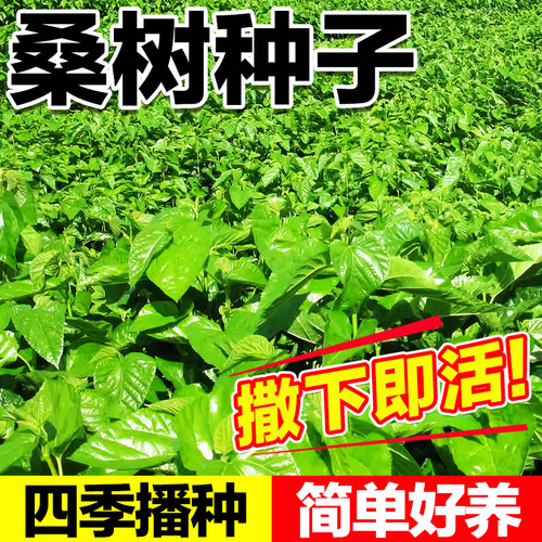 桑树种子四季播种撒下即活