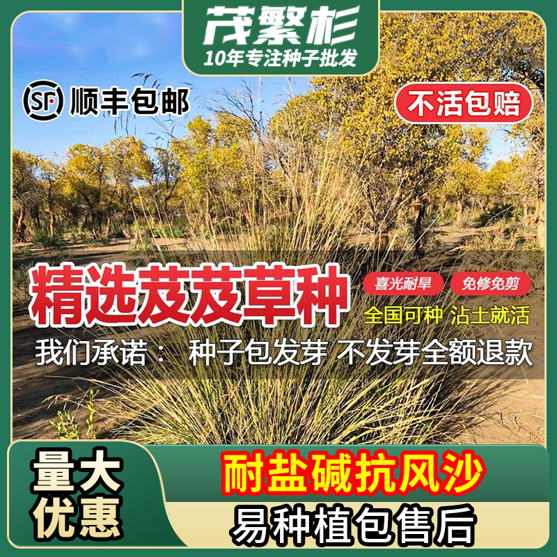 耐旱防风固沙耐盐碱牧草种籽