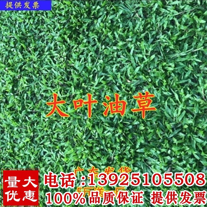 草坪种子 地毯 种子 大叶油草 巴西 抗病