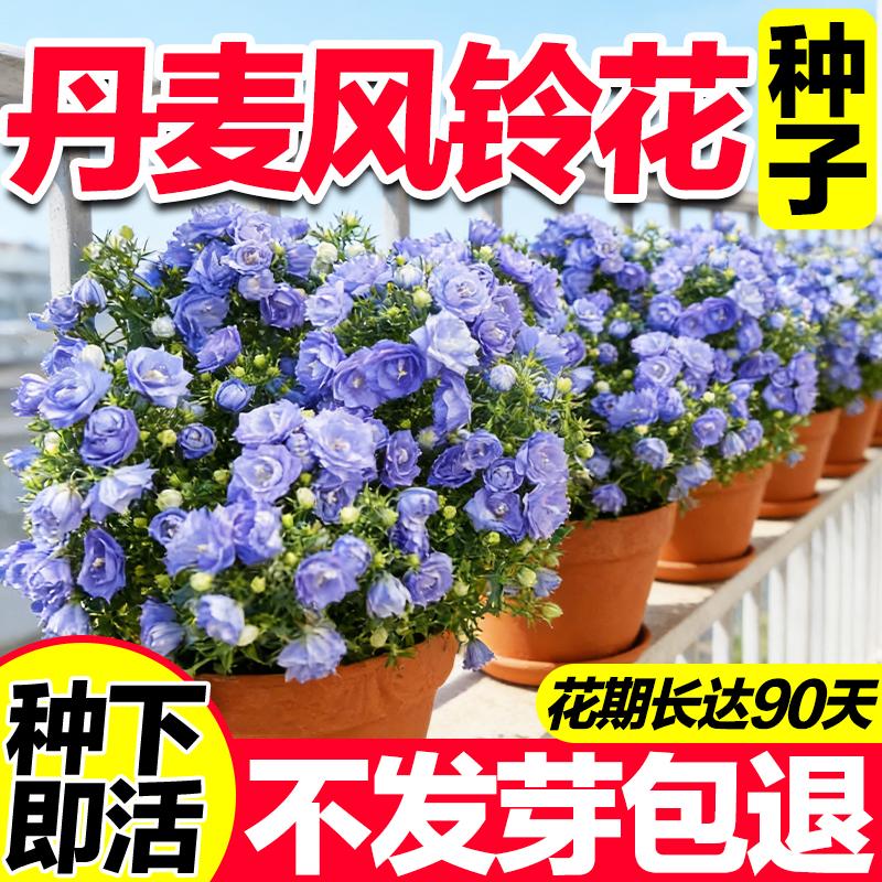 重瓣丹麦风铃花种子四季种植开花室内外庭院阳台盆栽花苗花卉种籽