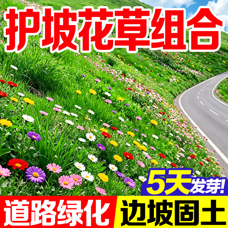 护坡花草组合芽率高道路绿化点缀
