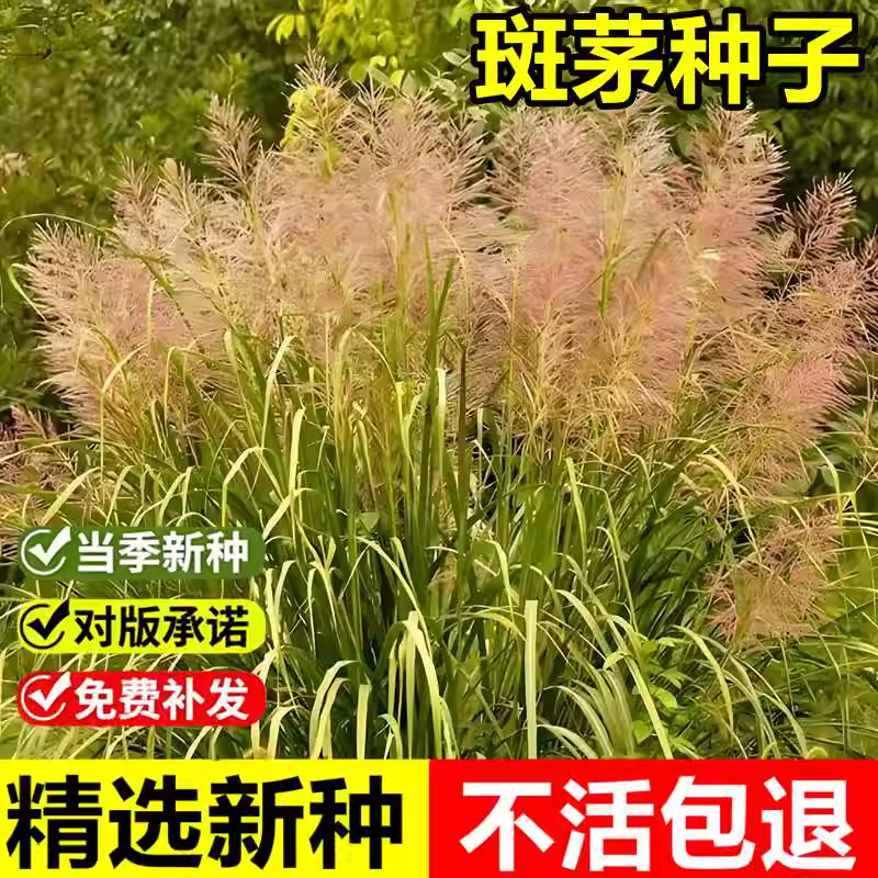 进口斑茅草种子草京芒草京羽茅斑叶芒大密芭茅草花园庭院观赏草籽