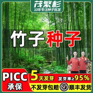 竹子种子苗紫竹黄金竹罗汉竹户外绿植庭院耐寒南北方大型毛竹种籽
