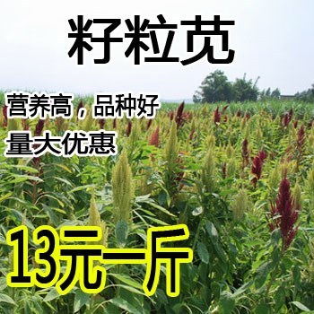 美国籽粒苋种子 进口优质牧草黑千穗谷 高蛋白鸡鸭鹅家禽喜食苋菜