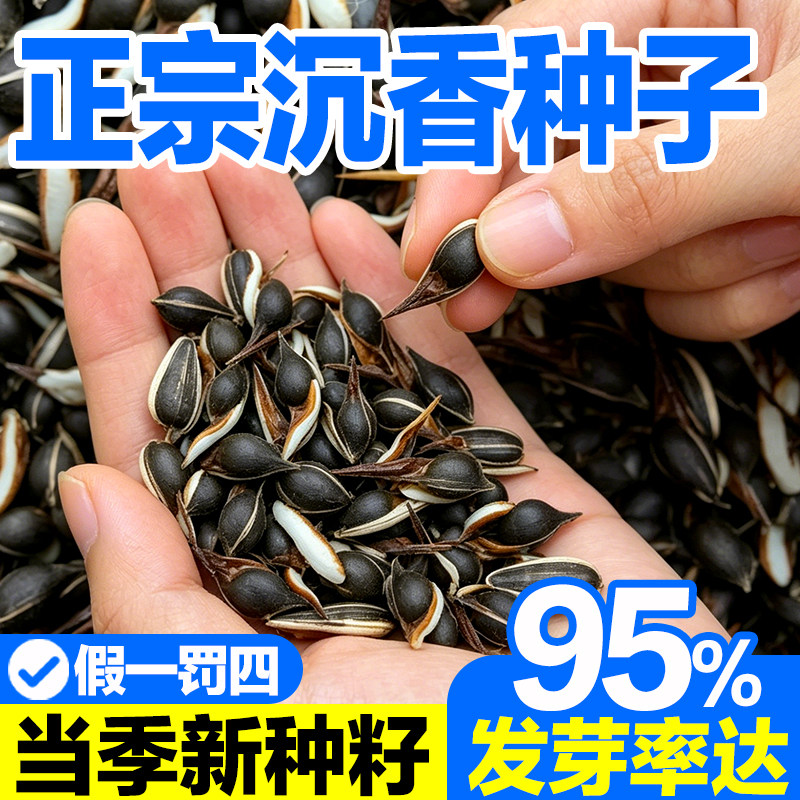 新采沉香树种子奇楠沉香种子白木香四季可播盆栽种植育苗林木种子