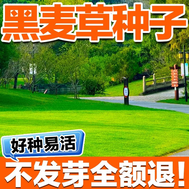 进口黑麦草种子耐寒常青草坪用
