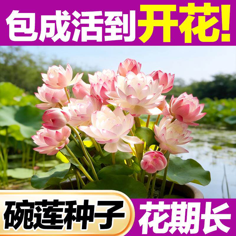 碗莲种子开口易活四季好养开花水培植物阳台盆栽客厅睡莲莲花种籽