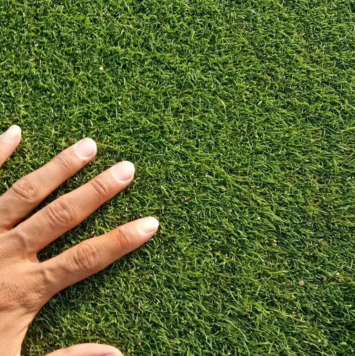 进口匍匐型剪股颖种子 剪股颖草籽 高尔夫球场别墅庭院绿化