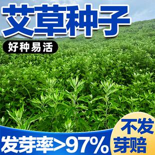艾草种子野生大叶驱蚊虫药用种子四季速生可药用食用阳台庭院种植