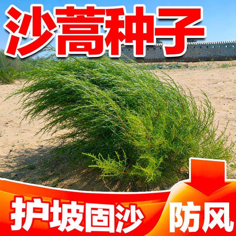 野生沙蒿籽防风沙护坡固土
