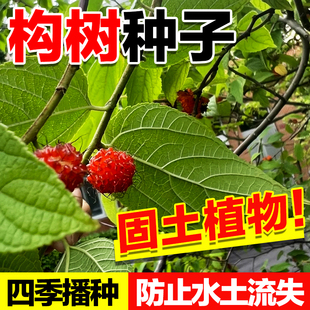 构树种子杂交构桃构乳楮实籽沙纸树谷浆假杨梅防风沙护坡荒山复绿