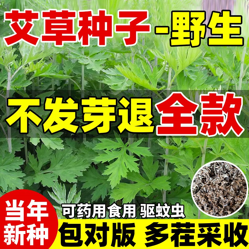 艾草种子正宗艾叶种籽驱蚊草图片
