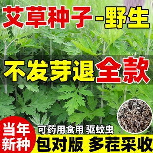 艾草种子正宗艾草种子食用药用青团驱蚊野生大叶艾蒿青蒿四季种植
