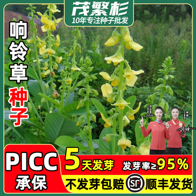 响铃草种籽坟头草籽苦青野花生豆