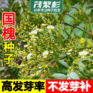 国槐种子新采速生国槐树籽笨槐家槐树去皮槐豆多年生乔木树净种籽