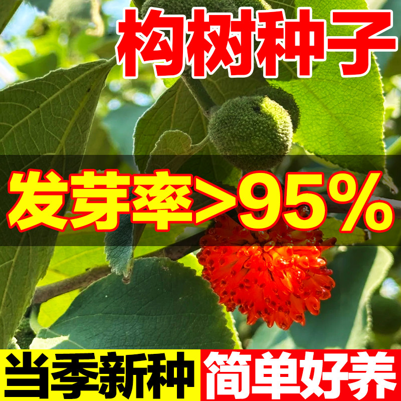 构树种子沙纸树杨梅四季庭院杂交构树种子籽构桃树构乳树楮树种子