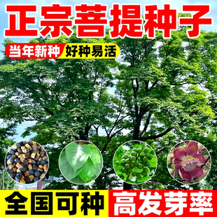 菩提种子名贵树种南方菩提树种子四季种植易活高产观赏植物种文玩