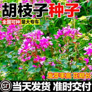 胡枝子种子边坡复绿工程绿化生态修复灌木种子护坡固土耐贫瘠草籽