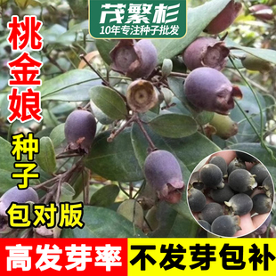 桃金娘种子捻子果苗山菍子树地稔子树桩常绿南北方种植林木树苗籽
