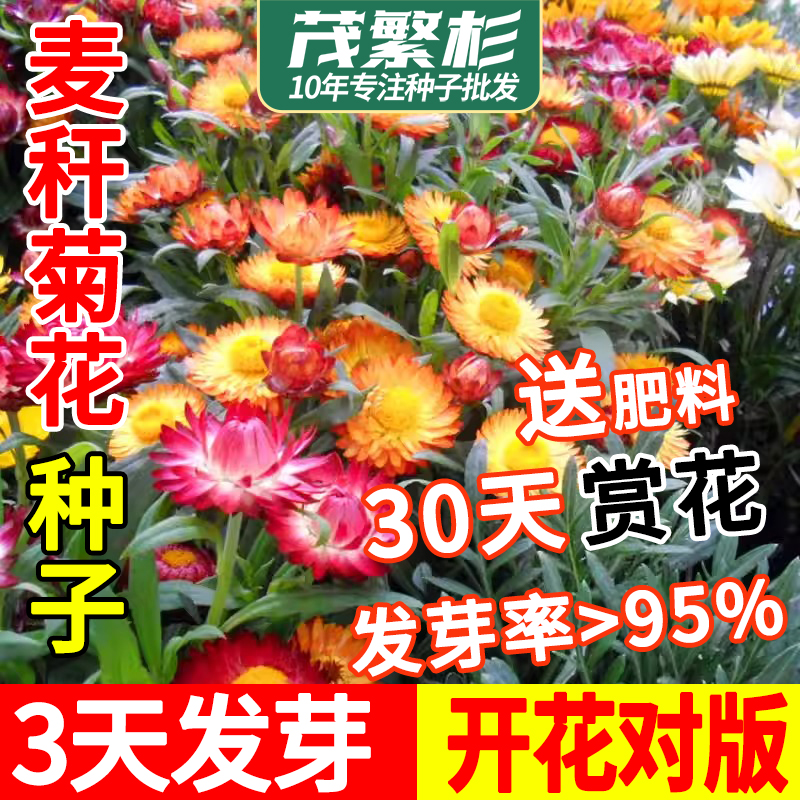 麦秆菊种子混色腊菊干花菊花籽景观绿化盆栽花卉阳台园艺切花观花