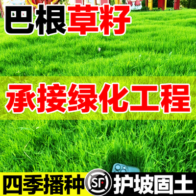 巴根草籽四季播种承接绿化工程