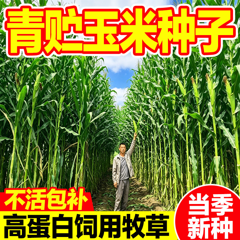 青贮玉米种饲用当季新种发芽率高