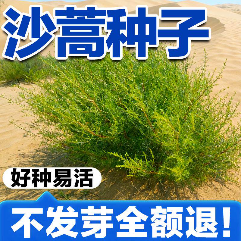 多年生沙蒿种子耐寒耐旱防风固沙荒漠绿化工程专用草本植物种籽子