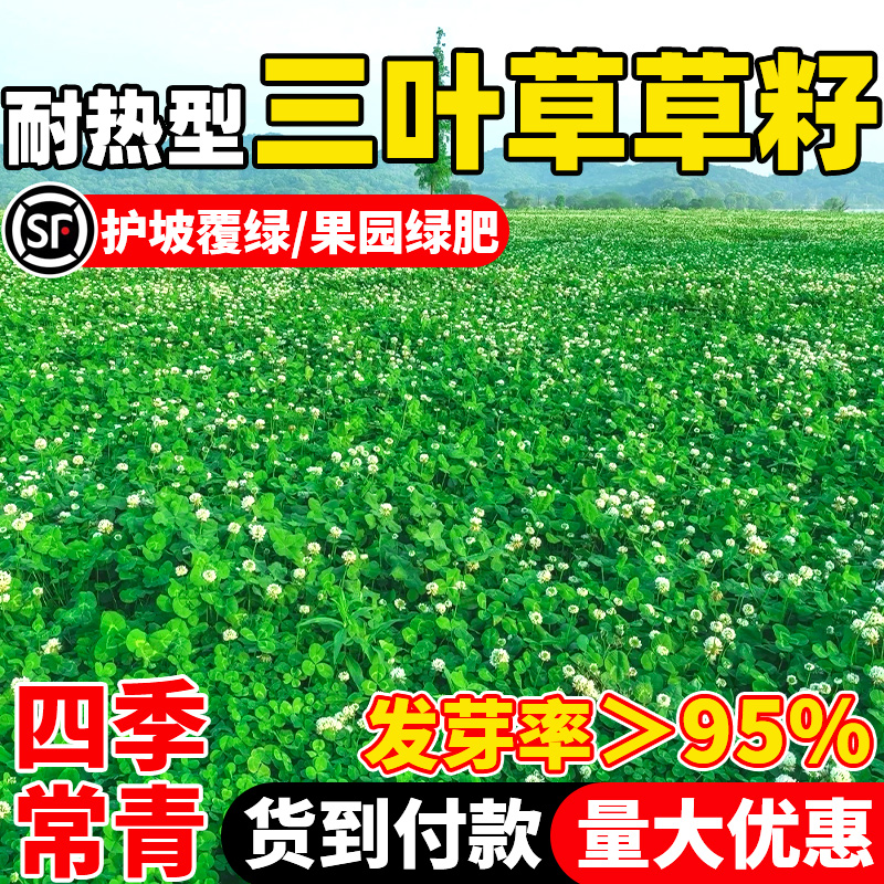 三叶草种子绿化庭院护坡