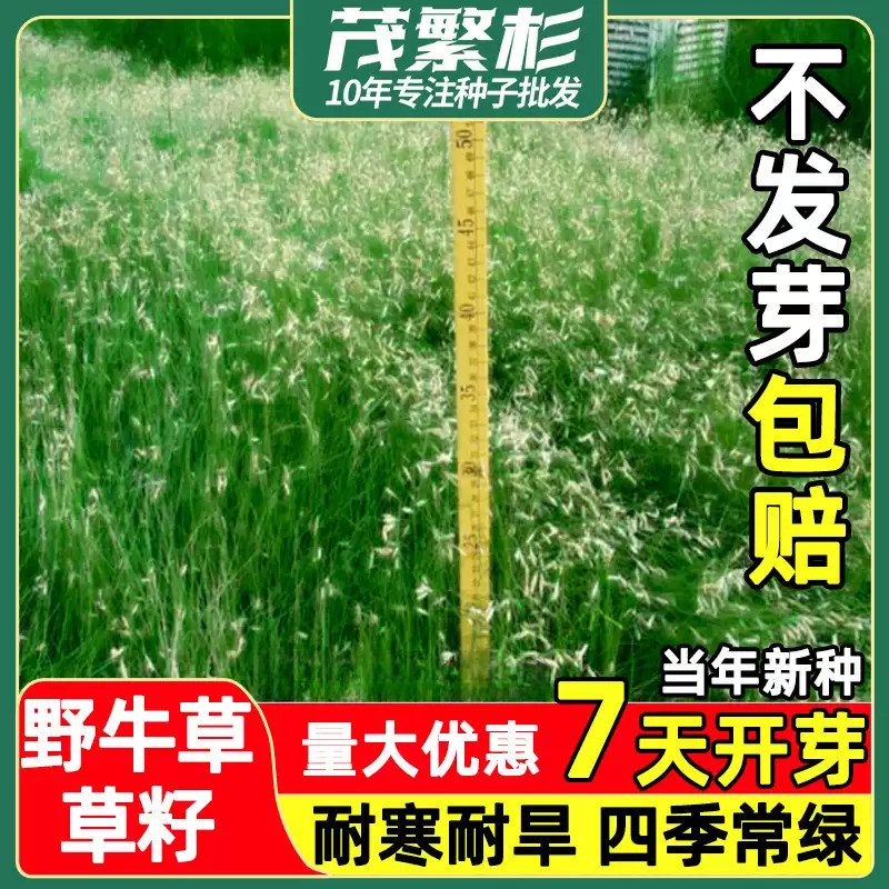 野牛草草籽护坡固土草坪草种籽