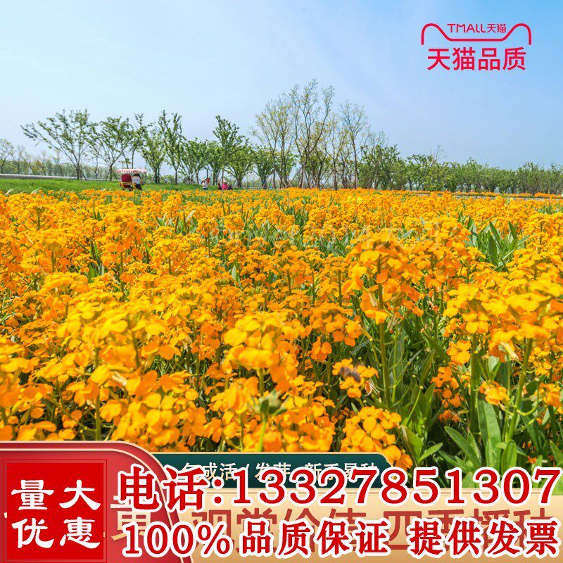 七里黄种子秋冬季播种花卉七里黄种子工程绿化耐寒黄色花海植物籽