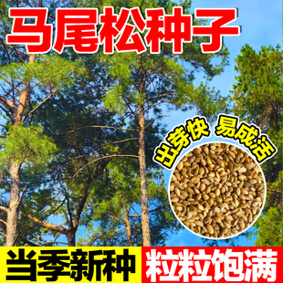 马尾松种子高大松树种子新采松树种籽马尾松籽小树苗松仁子种子