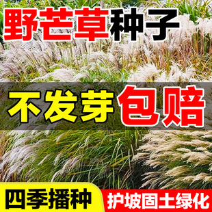 野芒草种子绿化多年生狗牙根高羊茅四季常青白茅草护坡固土种大全