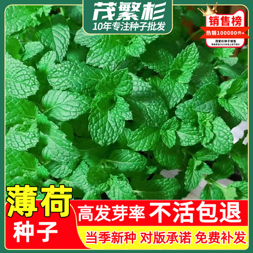 可食用薄荷种籽子留兰香柠檬猫