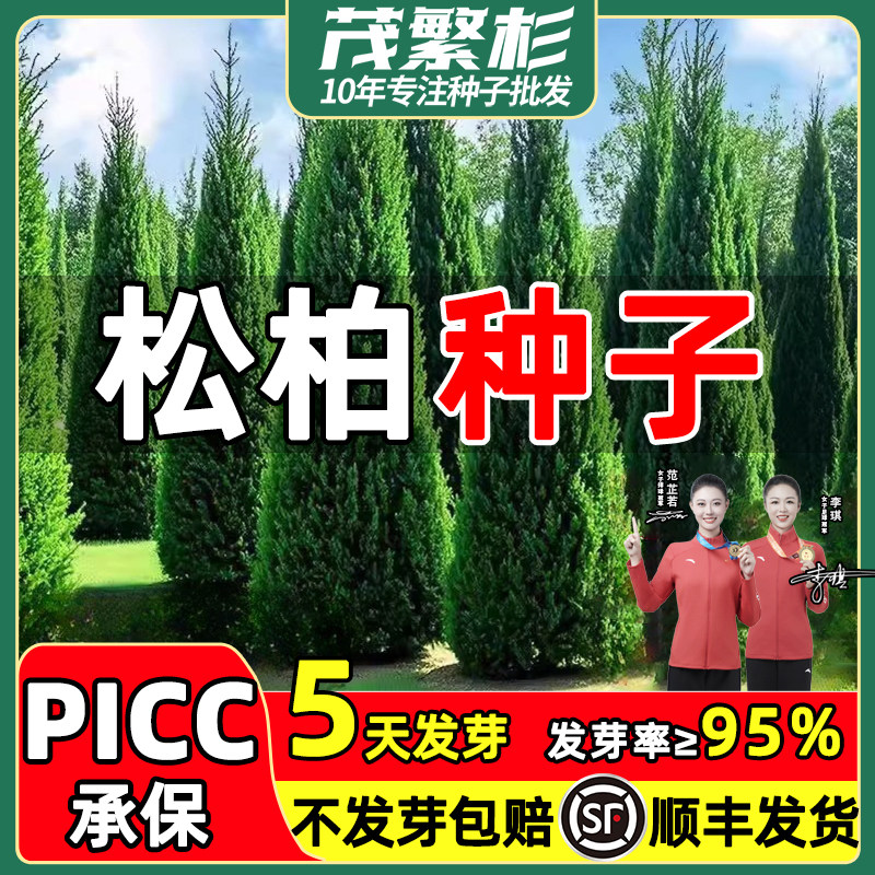 松柏树籽常青塔柏种籽侧柏桧柏龙柏墓地种植松树种子圆柏洒金柏籽