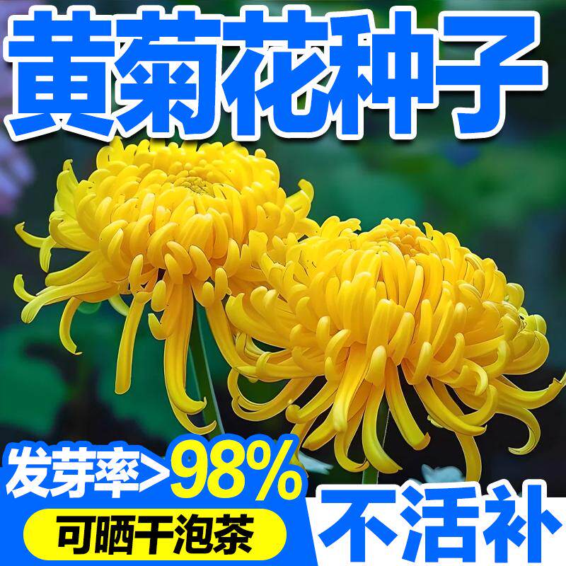 黄菊花种子可食用泡茶黄山贡菊杭白菊庭院阳台盆栽四季观赏花种籽