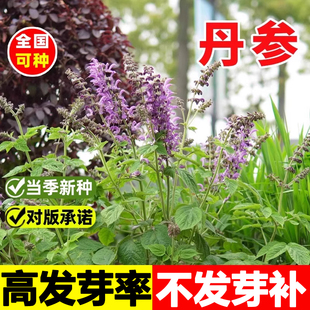 丹参种子中药材野生特级丹参种子新鲜红丹参苗幼苗春四季种植苗子