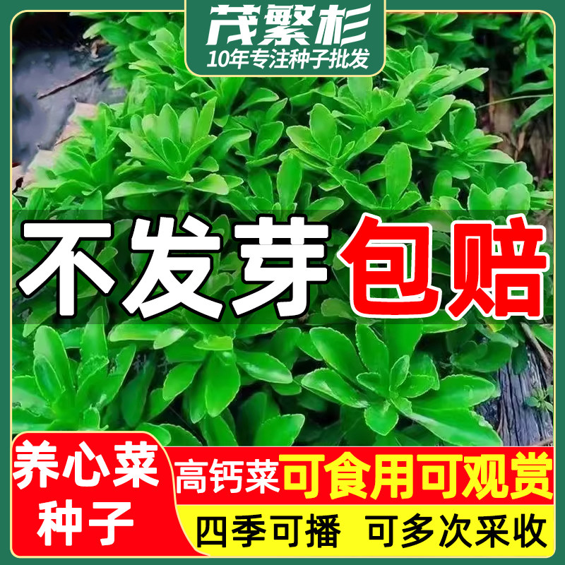 正宗养心菜种子救心菜救心草景天三七费蔬菜种子籽四季有机高钙菜