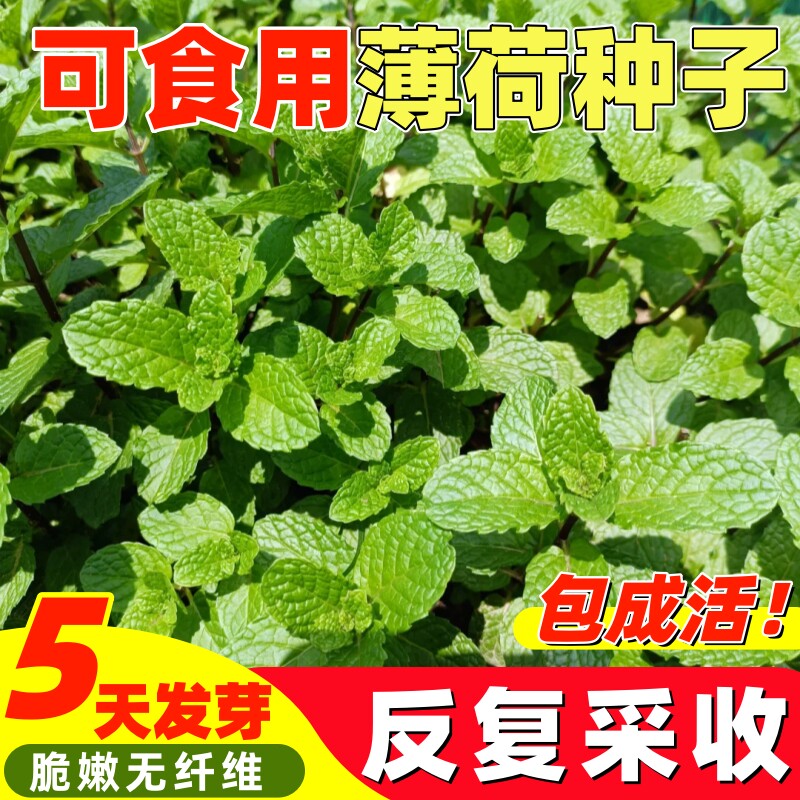 可食用薄荷种子留兰香柠檬苗猫薄荷四季播种室内阳台盆栽花种籽子