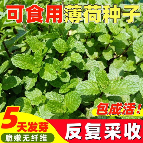 可食用薄荷种子盆栽四季播种